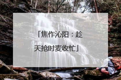 焦作沁阳：趁天抢时麦收忙