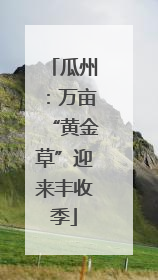 瓜州：万亩“黄金草”迎来丰收季
