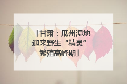 甘肃：瓜州湿地迎来野生“精灵”繁殖高峰期