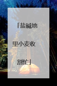 盐碱地里小麦收割忙