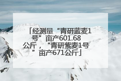 经测量“青研蓝麦1号”亩产601.68公斤，“青研紫麦1号”亩产671公斤