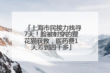 上海市民接力找寻7天！脸被射穿的狸花猫获救，医药费1天筹到四千多