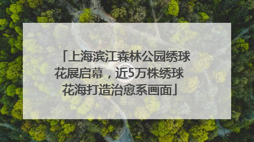上海滨江森林公园绣球花展启幕，近5万株绣球花海打造治愈系画面