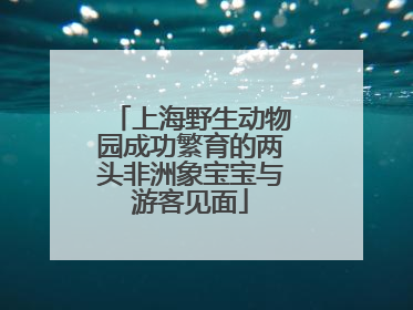 上海野生动物园成功繁育的两头非洲象宝宝与游客见面