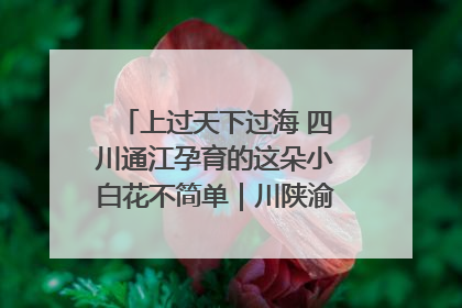 上过天下过海 四川通江孕育的这朵小白花不简单｜川陕渝网络名人巴中行