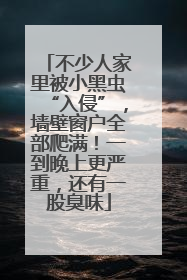 不少人家里被小黑虫“入侵”，墙壁窗户全部爬满！一到晚上更严重，还有一股臭味