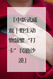 中新武威观｜野生动物频繁“打卡”民勤沙漠