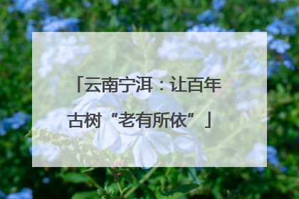 云南宁洱：让百年古树“老有所依”