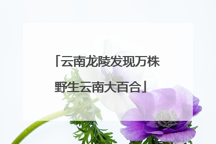 云南龙陵发现万株野生云南大百合