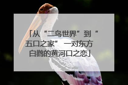 从“二鸟世界”到“五口之家” 一对东方白鹳的黄河口之恋