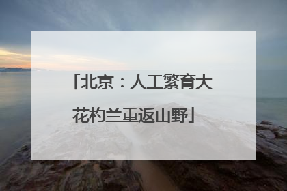 北京：人工繁育大花杓兰重返山野