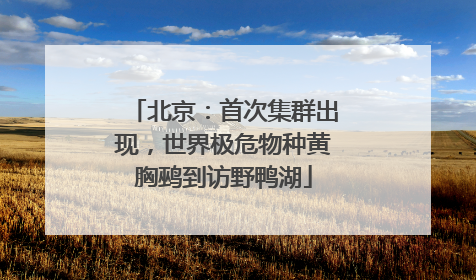北京：首次集群出现，世界极危物种黄胸鹀到访野鸭湖