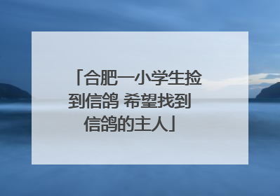 合肥一小学生捡到信鸽 希望找到信鸽的主人