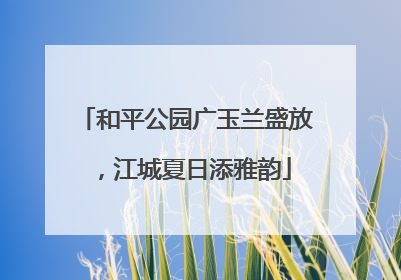和平公园广玉兰盛放，江城夏日添雅韵
