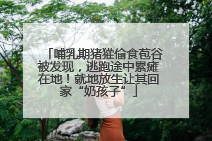 哺乳期猪獾偷食苞谷被发现，逃跑途中累瘫在地！就地放生让其回家“奶孩子”