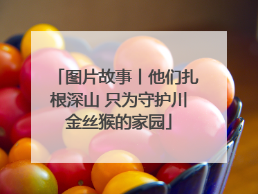 图片故事丨他们扎根深山 只为守护川金丝猴的家园