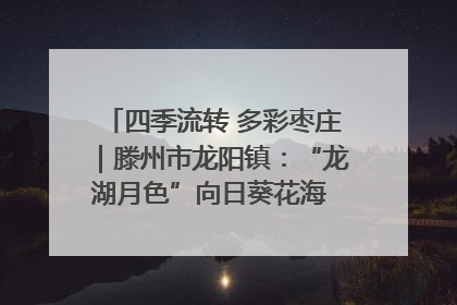 四季流转 多彩枣庄｜滕州市龙阳镇：“龙湖月色”向日葵花海 绘就乡村振兴新画卷