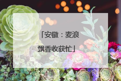 安徽：麦浪飘香收获忙