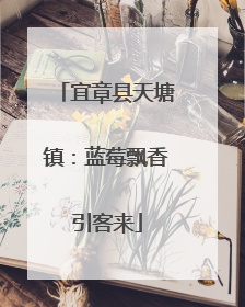 宜章县天塘镇：蓝莓飘香引客来