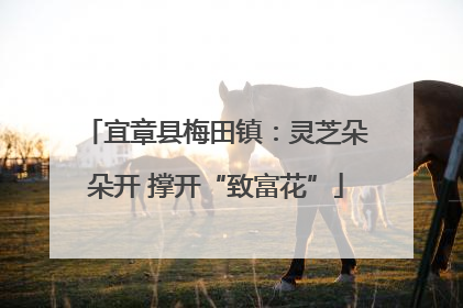 宜章县梅田镇：灵芝朵朵开 撑开“致富花”