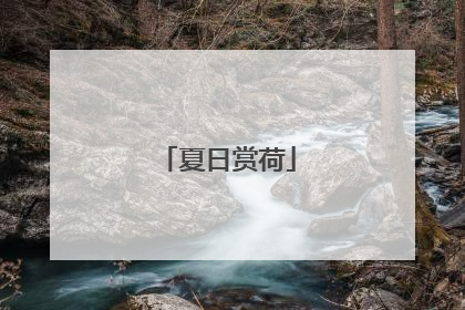 夏日赏荷