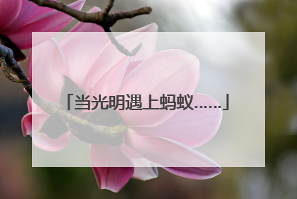 当光明遇上蚂蚁……