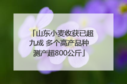 山东小麦收获已超九成 多个高产品种测产超800公斤