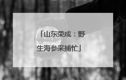山东荣成：野生海参采捕忙