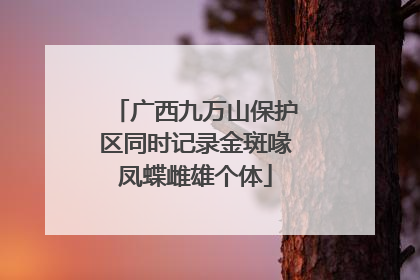 广西九万山保护区同时记录金斑喙凤蝶雌雄个体
