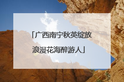 广西南宁秋英绽放 浪漫花海醉游人