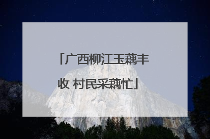 广西柳江玉藕丰收 村民采藕忙
