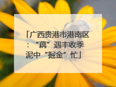 广西贵港市港南区：“藕”遇丰收季 泥中“掘金”忙