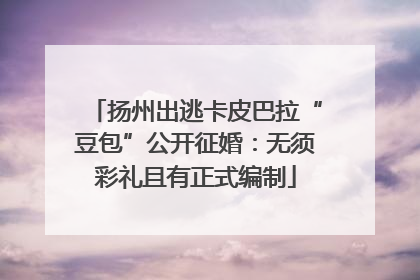 扬州出逃卡皮巴拉“豆包”公开征婚：无须彩礼且有正式编制
