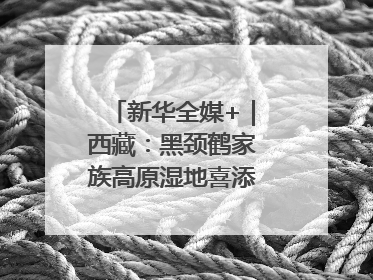 新华全媒+｜西藏：黑颈鹤家族高原湿地喜添“萌宝”