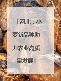 河北：小麦新品种助力农业高质量发展