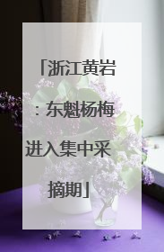 浙江黄岩：东魁杨梅进入集中采摘期