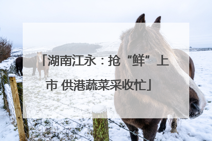 湖南江永：抢“鲜”上市 供港蔬菜采收忙