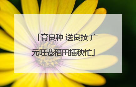 育良种 送良技 广元旺苍稻田插秧忙