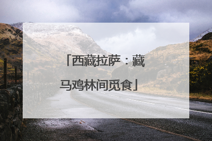 西藏拉萨：藏马鸡林间觅食
