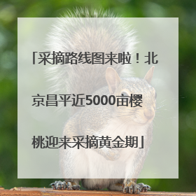 采摘路线图来啦！北京昌平近5000亩樱桃迎来采摘黄金期
