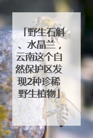 野生石斛、水晶兰，云南这个自然保护区发现2种珍稀野生植物