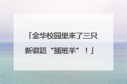 金华校园里来了三只新疆籍“插班羊”！