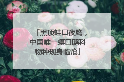 黑顶蛙口夜鹰，中国唯一蟆口鸱科物种现身临沧