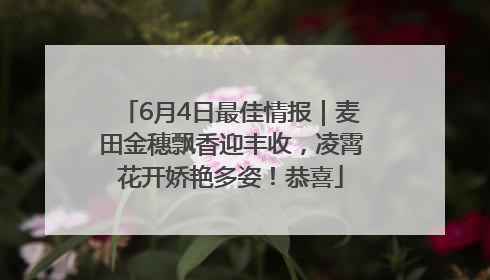 6月4日最佳情报｜麦田金穗飘香迎丰收，凌霄花开娇艳多姿！恭喜