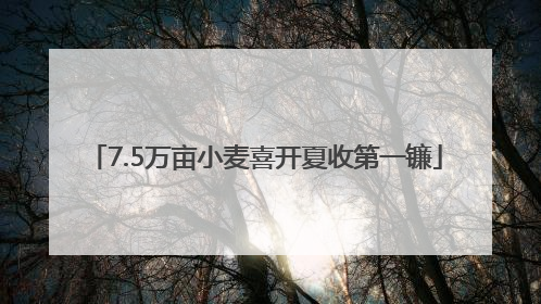 7.5万亩小麦喜开夏收第一镰